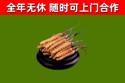 房山回收冬虫夏草